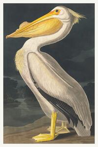 Reprodukció The White Pelican (Birds) - John James Audubon