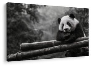Kép panda pihen bambuszon