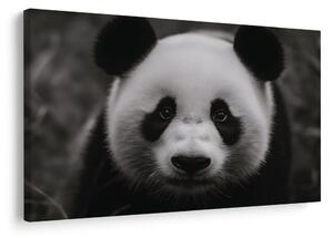 Kép aranyos panda a természetben