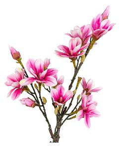 Művirág Magnolia – House Nordic