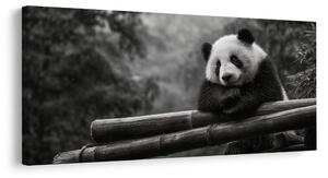 Kép nyugodt panda a természetben