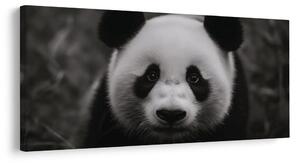 Kép mosolygós fekete-fehér panda