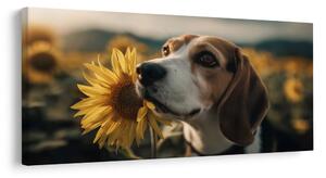 Kép beagle napraforgóval