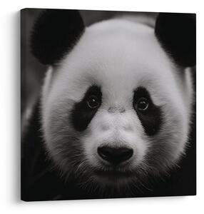 Kép panda fekete háttérrel