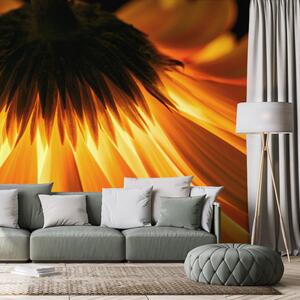 Fotótapéta gerbera érdekes háttérrel