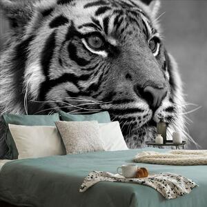 Öntapadó fotótapéta bengáli tigris fekete fehérben