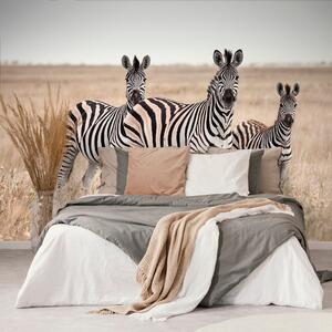 Fotótapéta három zebra a szavannán