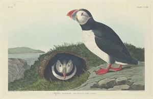 John James (after) Audubon - Festmény reprodukció Puffin, 1834, (40 x 26.7 cm)