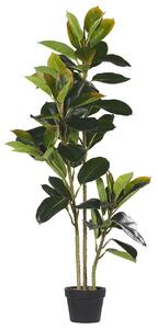 Műnövény FICUS ELASTICA 134 cm Zöld