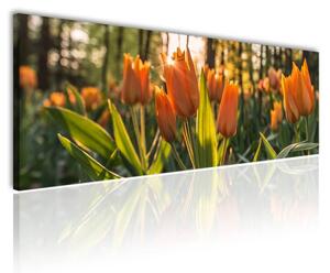 120x50cm - Edei tulipánok vászonkép
