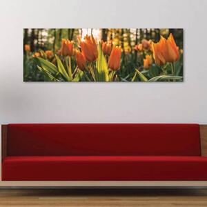 120x50cm - Edei tulipánok vászonkép