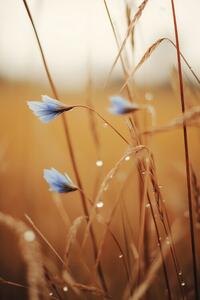 Fotográfia Blue Corn Flowers, Treechild