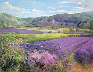 Timothy Easton - Festmény reprodukció Lavender Fields in Old Provence, (40 x 30 cm)