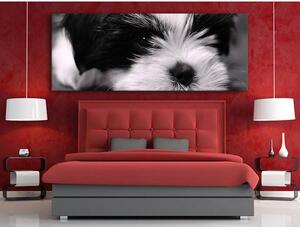 120x50cm - Darling kutyus vászonkép