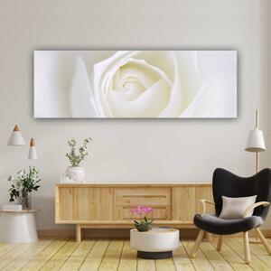 120x50cm - Lágy fehér rózsa szirmok vászonkép
