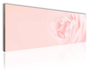 120x50cm - Krém rózsa vászonkép