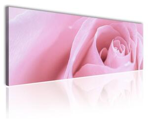 120x50cm - Lágy rózsaszírmok vászonkép