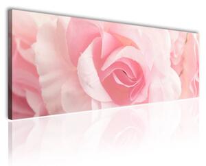 120x50cm - Rózsa szín vászonkép