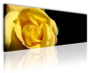 120x50cm - Sárga rózsa vászonkép