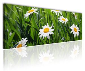 120x50cm - Kamilla virág mező vászonkép