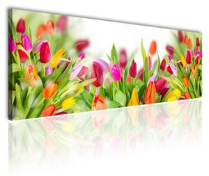 120x50cm - Színes tulipánok vászonkép