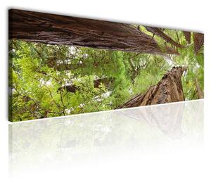 120x50cm - Erdei óriás fák vászonkép