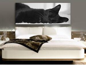 120x50cm - Álom fekete macska vászonkép