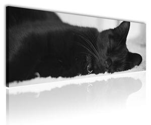 120x50cm - Álom fekete macska vászonkép