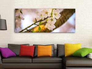 120x50cm - Cseresznye virágzása vászonkép