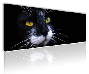 120x50cm - Fekete macska vászonkép