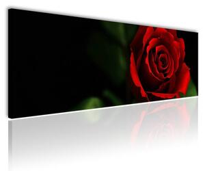 120x50cm - Vörös és fekete vörös rózsa vászonkép