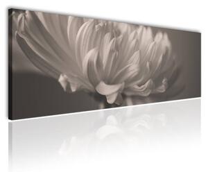 120x50cm - Virágszirom fekete fehér vászonkép