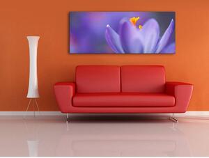 120x50cm - Spring crocus virág vászonkép