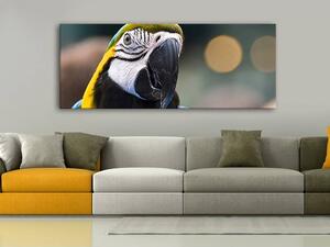 120x50cm - Színes papagáj vászonkép