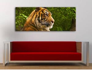 120x50cm - Tigris vászonkép