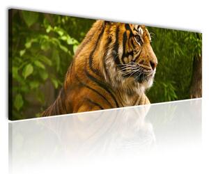 120x50cm - Tigris vászonkép