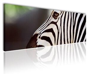 120x50cm - Zebra mintás vászonkép