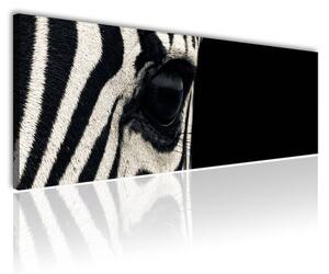 120x50cm - Fekete és fehér zebra vászonkép