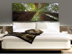 120x50cm - Óriás fák között vászonkép