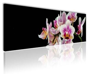 120x50cm - Kecses orchideák vászonkép