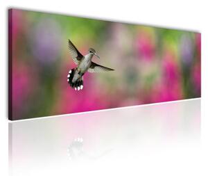 120x50cm - Kolibri vászonkép