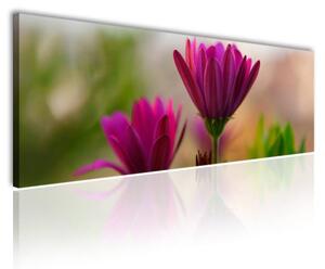 120x50cm - A természet lila színei vászonkép