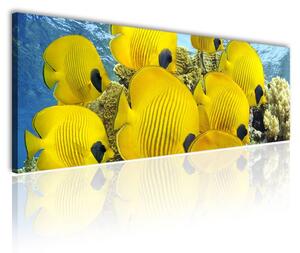 120x50cm - Sárga tengeri halak vászonkép
