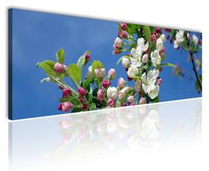 120x50cm - Cseresznyfa virágzása vászonkép