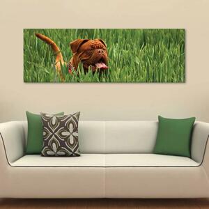 120x50cm - Boldog kutyus vászonkép