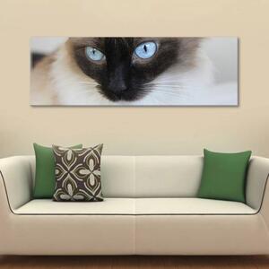 120x50cm - Kék macska szemek vászonkép