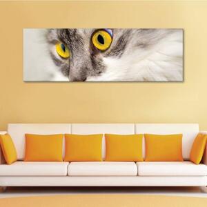 120x50cm - Sárga macska szemek vászonkép