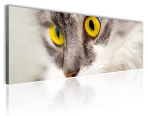120x50cm - Sárga macska szemek vászonkép