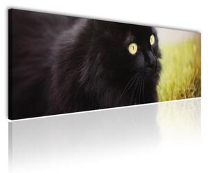 120x50cm - A fekete macska vászonkép