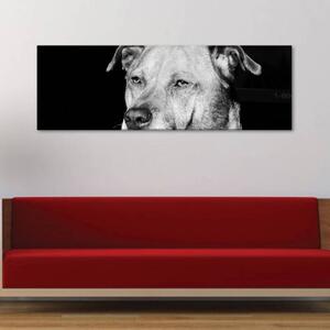 120x50cm - Kutya szemében vászonkép
